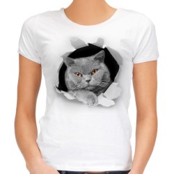 koszulka z kotem szarym brytyjskim rozrywającym materiał efekt trójwymiarowy