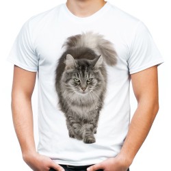 koszulka z szarym kotem z puszystym ogonem rasa Maine Coon