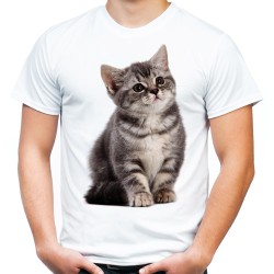 koszulka męska z młodym kotem kociakiem szarym pręgowanym domowym