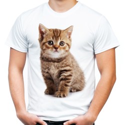 koszulka męska z kotem rudym pręgowanym domowym kociakiem kotkiem