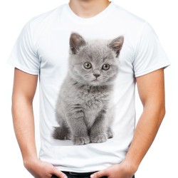 koszulka męska z szarym kociakiem kotkiem brytyjskim