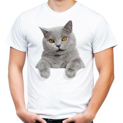 koszulka męska dla kociarza z szarym kotem brytyjskim