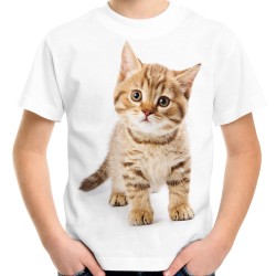 koszulka dziecięca z kotem t-shirt z kociakiem kotkiem