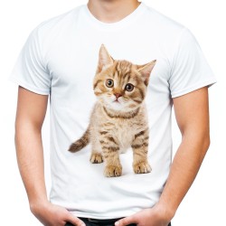 koszulka męska z kotkiem beżowym dziecięcym kociakiem t-shirt