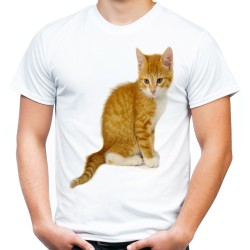 koszulka męska z małym kotem t-shirt młodym kotkiem kociakiem
