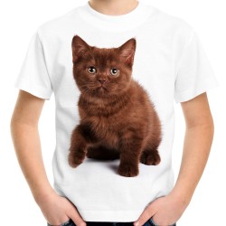 koszulka z kotkiem brązowym kociakiem domowym dachowcem t-shirt z młodym kotem