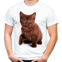 koszulka z kotem brązowym kociakiem młodym kotkiem t-shirt domowym dachowiec