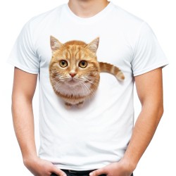 koszulka męska z rudym kotem domowym dachowcem