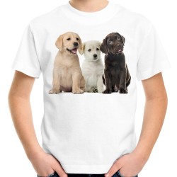 Koszulka z psami rasy labrador dziecięca z psem labradorem nadrukiem motywem grafika psa labradora
