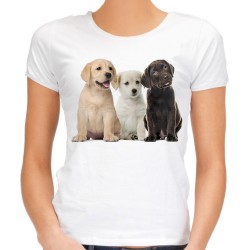 Koszulka z psami rasy labrador damska z psem labradorem rasy labrador