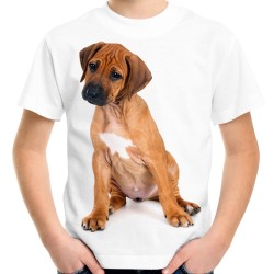 koszulka z psem rasy Rhodesian ridgeback myśliwskim wyżeł dog pies t-shirt na prezent