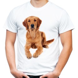 koszulka z psem rasy golden retriever na prezent męska t-shirt pies rasy złoty