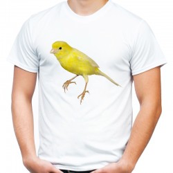 koszulka męska z kanarkiem ptak śpiewa
