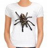 koszulka z pająkiem tarantula włoska spider t-shirt